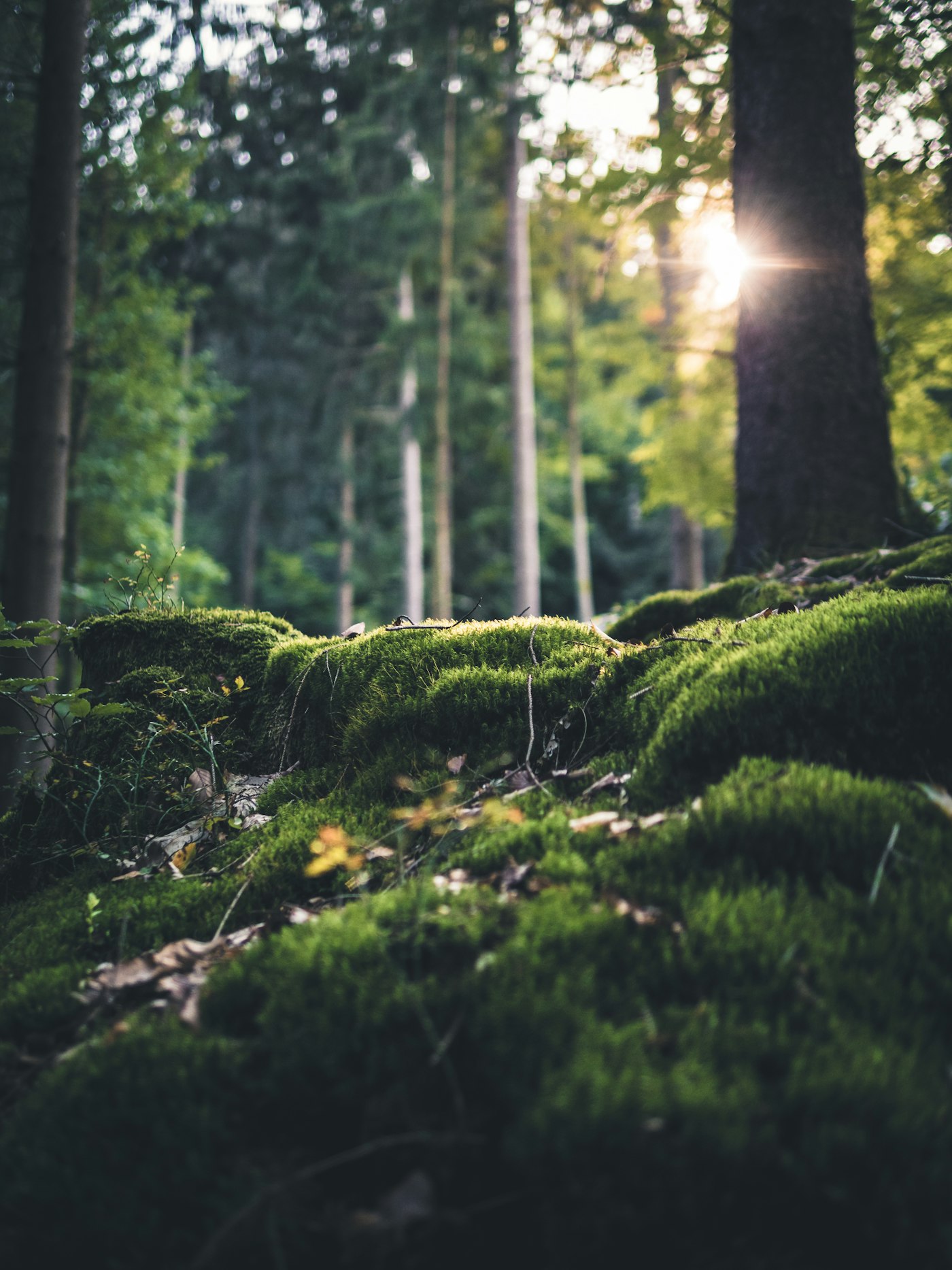 Succession and estate planning